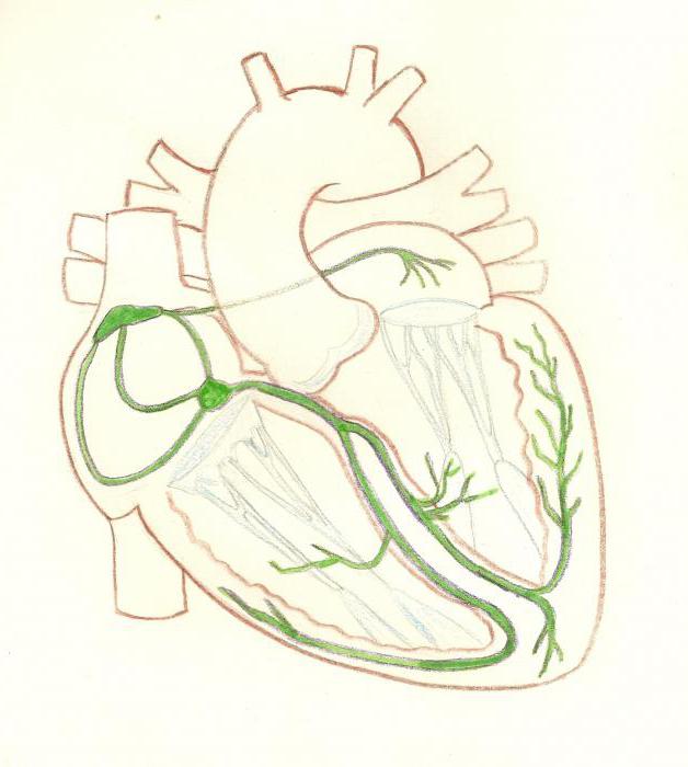 Провідна система серця.